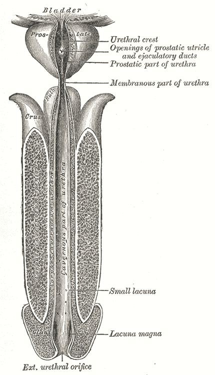 STD Might Be The Reason For Seminal Fluid Leakage After Urination Image