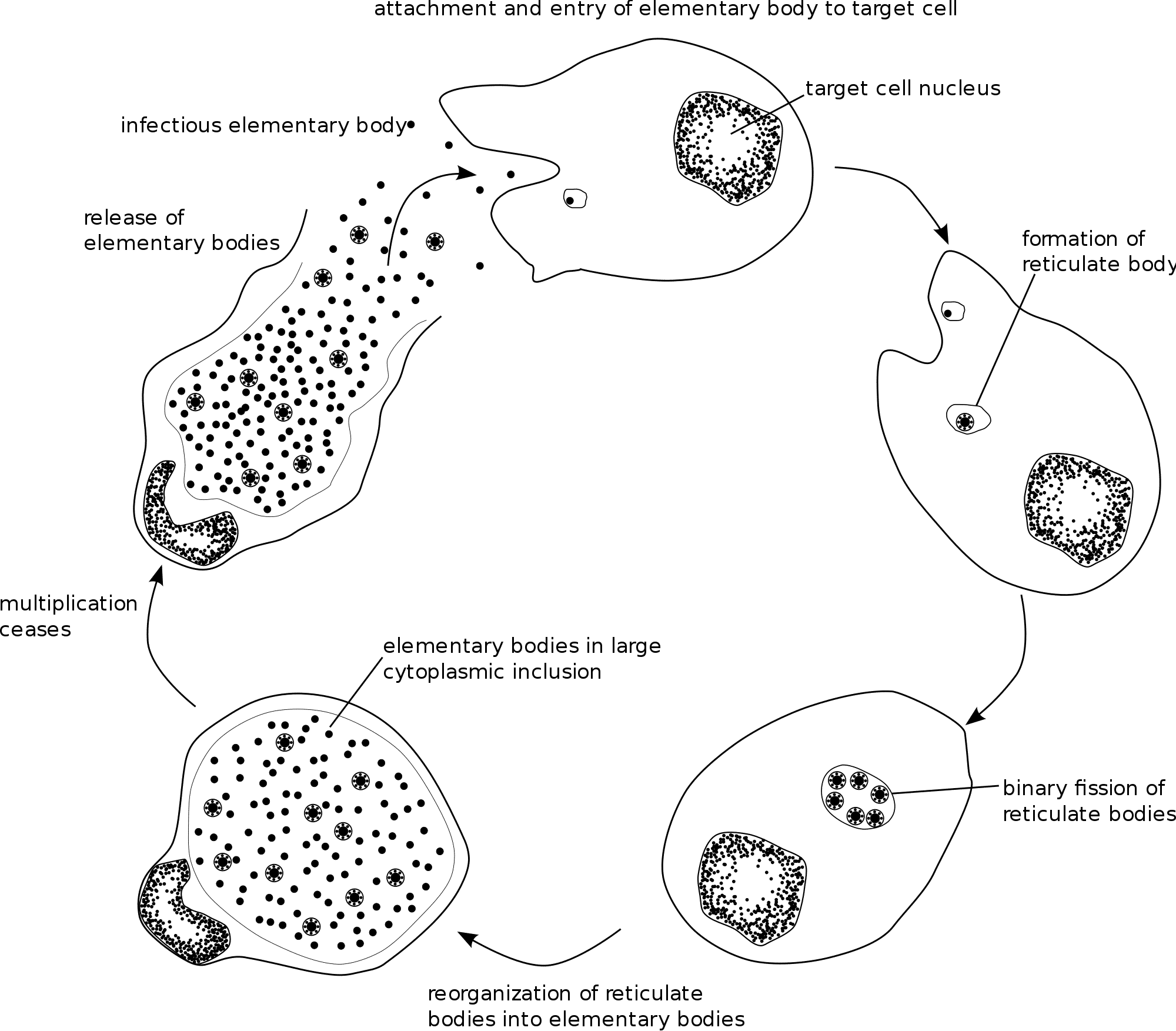 Chlamydia in Africa Image
