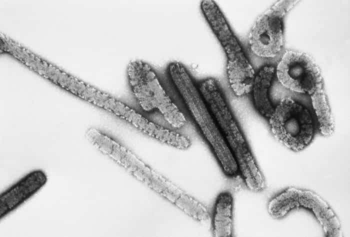 Marburg Virus in Africa Image