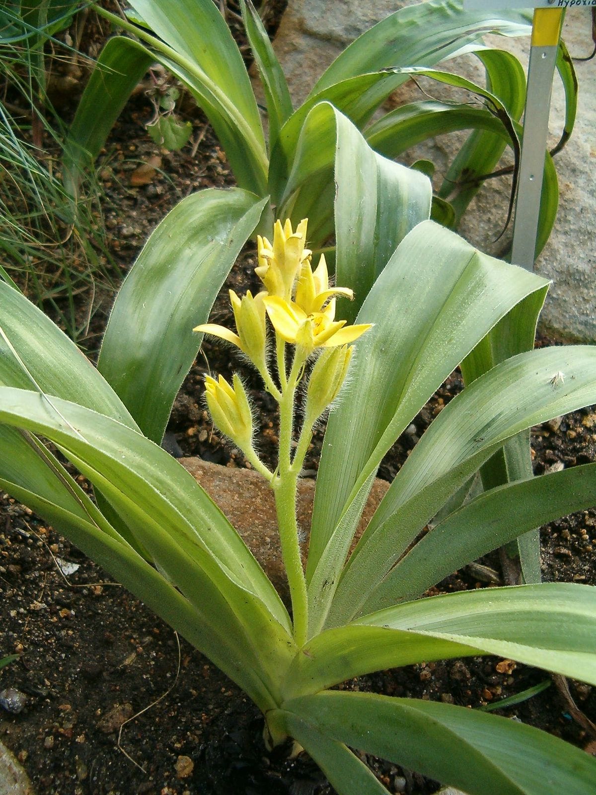 Top Most Popular Plants for Treating STIs in Africa – Do They Work? Image